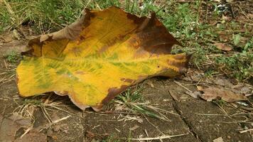 primer plano de hojas secas foto