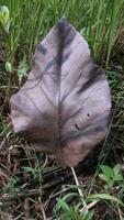 close-up of dry leaves photo