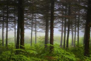 green Jungle north of iran best forest photo