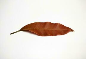 A young mango leaf isolated on white background photo