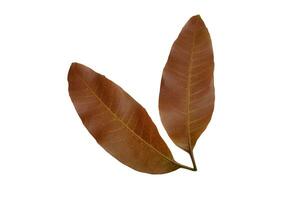 Young mango leaves isolated on white background photo