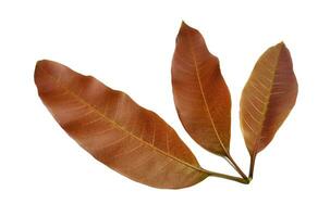 Young mango leaves isolated on white background photo