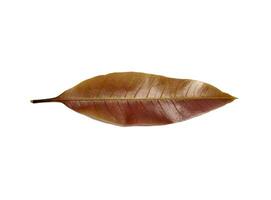 A young mango leaf isolated on white background photo