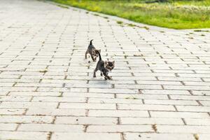 kittens in the garden photo