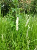 Close-up shot of fresh green grass.Green leaves and wind blowing.Bright spring grass. photo