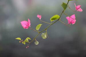 Bougainvillea spectabilis is a species of flowering plant.It is also known as great bougainvillea. photo