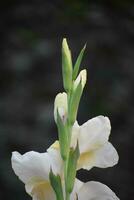 gladiolo flor.it es un género de perenne córmico floración plantas en el iris familia. foto