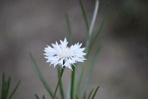 dianthus plumario, además conocido como el común rosa, jardín rosa, salvaje rosado o simplemente rosa, es un especies de floración planta en el familia cariofiláceas. foto