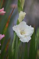 Gladiolus Flower.It is a genus of perennial cormous flowering plants in the iris family. photo