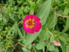 zinnia elegantes, además conocido como juventud y edad, común zinnia o elegante zinnia, es un anual floración planta en el familia asteráceas. foto