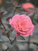 A rose is either the flower it produces or a woody perennial blooming plant of the genus Rosa in the family Rosaceae. photo
