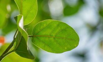 Litsea glutinosa leaf. It is a rainforest tree in the laurel family, Lauraceae. Common names include soft bollygum, bolly beech,brown bollywood. photo
