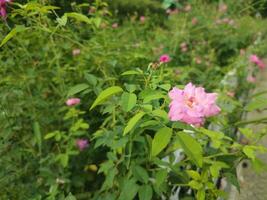 Rosa gallica, the Gallic rose, French rose, or rose of Provins, is a species of flowering plant in the rose family. photo