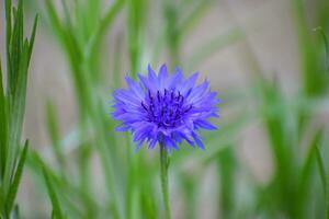 Centaurea cyanus, commonly known as cornflower or bachelor's button, is an annual flowering plant in the family Asteraceae native to Europe. photo