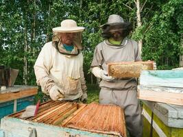 Beekeeper removing honeycomb from beehive. Person in beekeeper suit taking honey from hive. Farmer wearing bee suit working with honeycomb in apiary. Beekeeping in countryside - organic farming photo