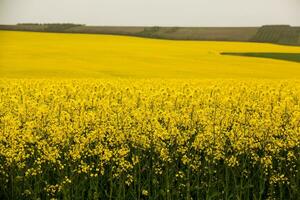 Rapeseed field with yellow. canola field in bloom in spring. Plant for green energy. Biofuel produced from rapeseed photo