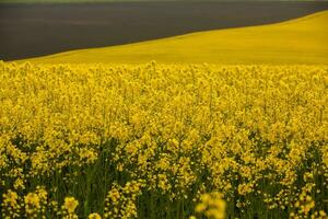 Rapeseed field with yellow. canola field in bloom in spring. Plant for green energy. Biofuel produced from rapeseed photo