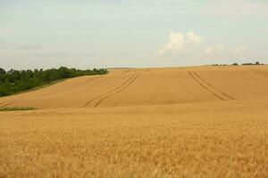 Wheat field and blue sky. Agricultural landscape with ears of wheat. photo