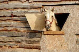 portrait of a nightingale horse looking out of a stall window photo