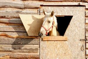 portrait of a salty color horse looking out of a stall window. photo