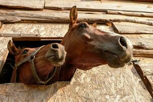 a horse with a foal peeking out of the stall, view from below photo