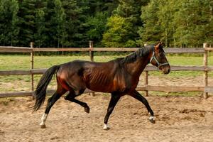 beautiful thoroughbred stallion trotting in a fenced paddock photo