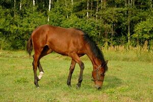 hermosa pura sangre marrón caballo mordiscos césped en el prado foto