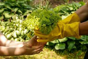 de la madre manos en guantes pasar dentro el manos de su hija un ensalada sólo escogido desde el jardín foto