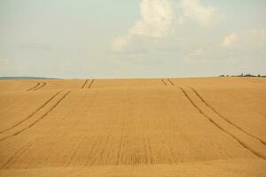 trigo campo y azul cielo. agrícola paisaje con orejas de trigo. foto