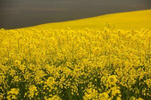 colza campo con amarillo. canola campo en floración en primavera. planta para verde energía. biocombustible producido desde colza foto