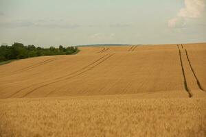 Wheat field and blue sky. Agricultural landscape with ears of wheat. photo