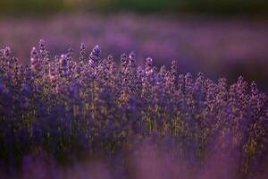 Blooming Lavender Flowers in a Provence Field Under Sunset light in France. Soft Focused Purple Lavender Flowers with Copy space. Summer Scene Background. photo