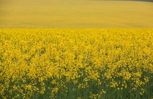 Rapeseed field with yellow. canola field in bloom in spring. Plant for green energy. Biofuel produced from rapeseed photo