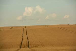 trigo campo y azul cielo. agrícola paisaje con orejas de trigo. foto