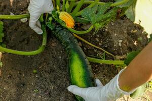 female hands in gloves pluck zucchini from the garden, gardening photo