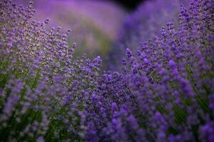 Blooming Lavender Flowers in a Provence Field Under Sunset light in France. Soft Focused Purple Lavender Flowers with Copy space. Summer Scene Background. photo