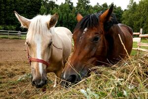 brown and nightingale horses eat freshly cut grass photo