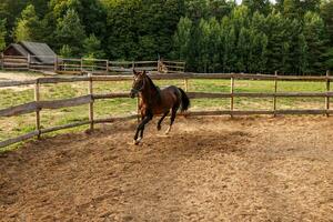 beautiful thoroughbred stallion trotting in a fenced paddock photo