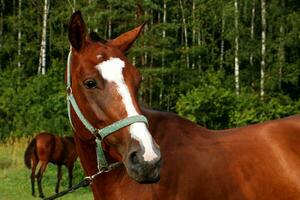 portrait of a thoroughbred horse of a brown color against the backdrop of a forest with a foal in the background photo