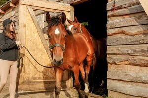 a girl takes a horse with a foal for a walk on a summer evening photo