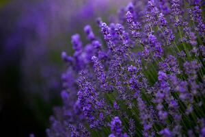 floreciente lavanda flores en un provence campo debajo puesta de sol ligero en Francia. suave enfocado púrpura lavanda flores con Copiar espacio. verano escena antecedentes. foto