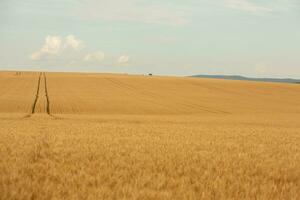 trigo campo y azul cielo. agrícola paisaje con orejas de trigo. foto