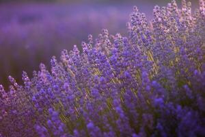 Blooming Lavender Flowers in a Provence Field Under Sunset light in France. Soft Focused Purple Lavender Flowers with Copy space. Summer Scene Background. photo