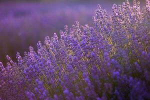 floreciente lavanda flores en un provence campo debajo puesta de sol ligero en Francia. suave enfocado púrpura lavanda flores con Copiar espacio. verano escena antecedentes. foto