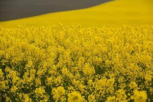 Rapeseed field with yellow. canola field in bloom in spring. Plant for green energy. Biofuel produced from rapeseed photo
