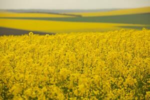 Rapeseed field with yellow. canola field in bloom in spring. Plant for green energy. Biofuel produced from rapeseed photo