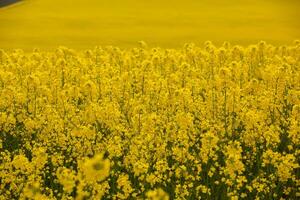 Rapeseed field with yellow. canola field in bloom in spring. Plant for green energy. Biofuel produced from rapeseed photo