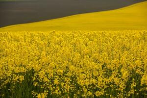 Rapeseed field with yellow. canola field in bloom in spring. Plant for green energy. Biofuel produced from rapeseed photo