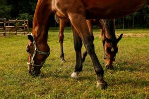 heads and legs of a grazing mare and foal photo