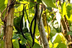 negro madurez espárragos frijoles, horticultura foto